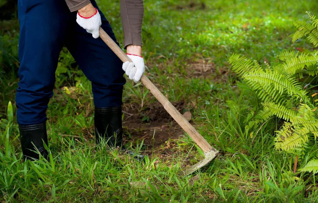 Professional Yard and Property Clean-Up in Wilsonville OR
