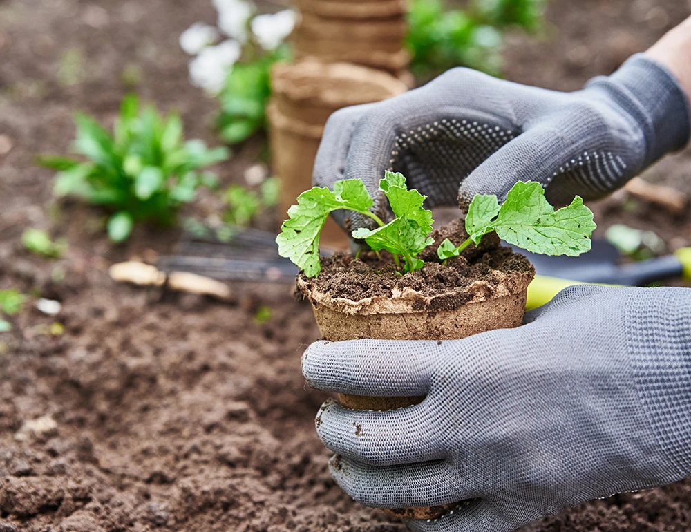 Professional landscape management in Wilsonville OR - Planting services in Wilsonville