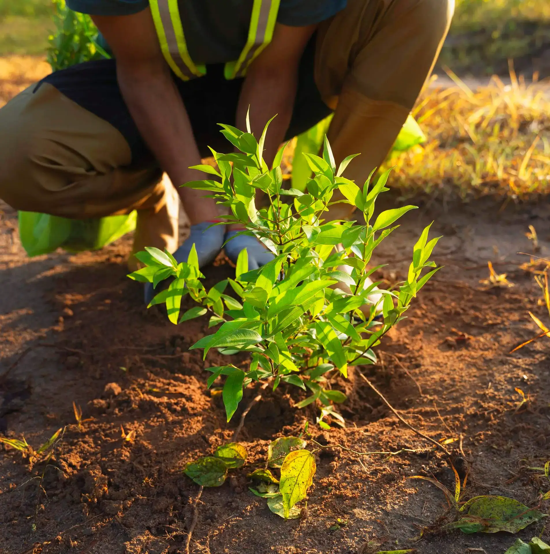 Professional tree and shrub planting project in Wilsonville