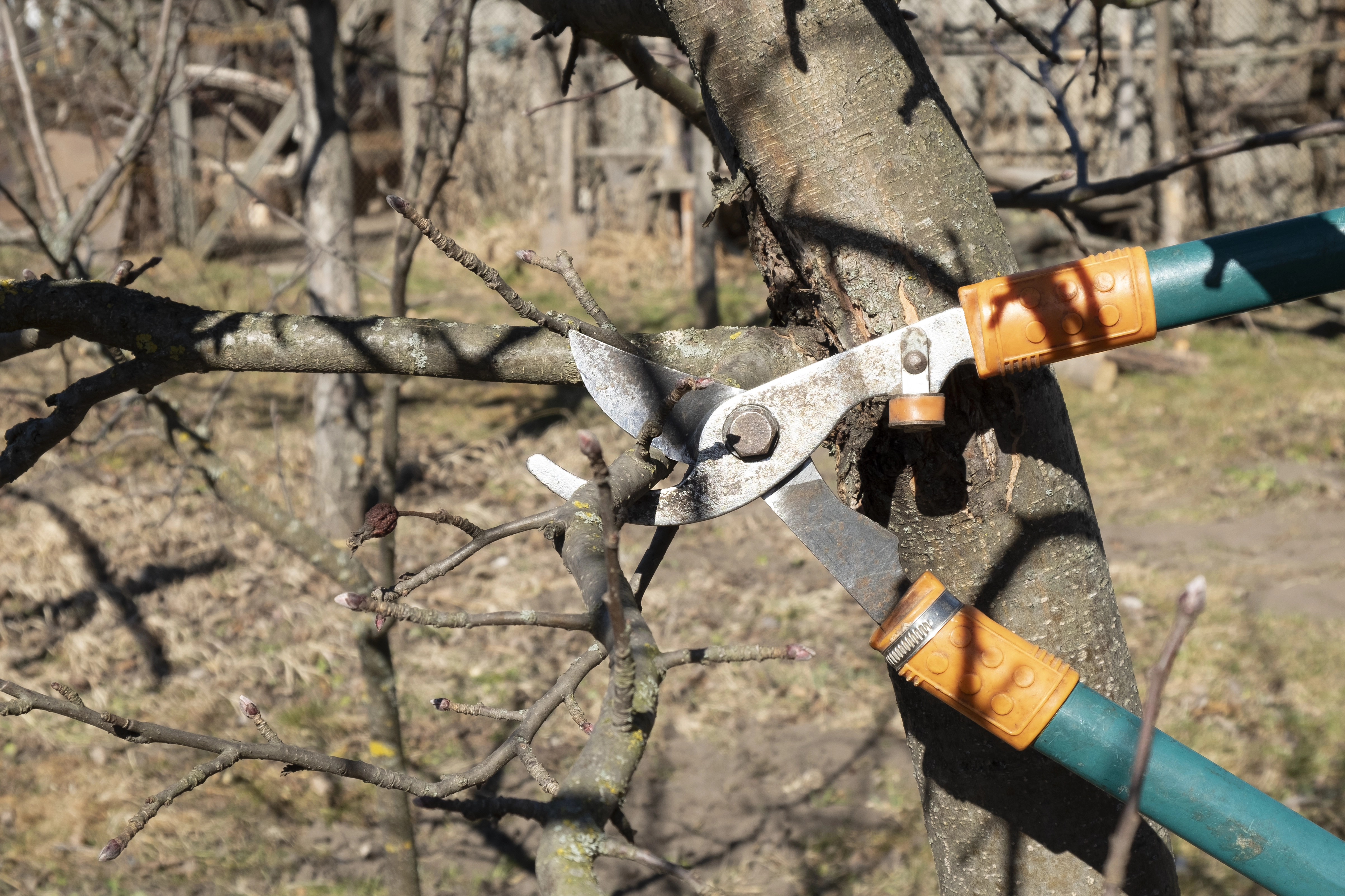 Professional tree trimming and pruning services in Wilsonville OR