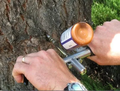 Professional tree injection treatment for pest and disease control in Wilsonville